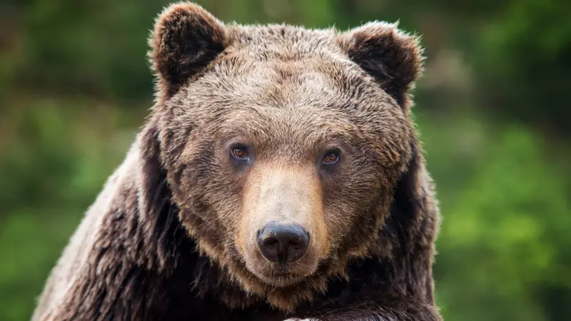 Fraudsters Sentenced for Staging Bear Attacks on Luxury Cars to Claim Insurance Money