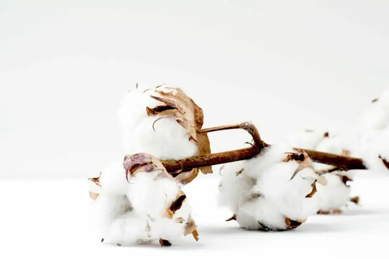 Cotton Prices Decline on Monday Morning