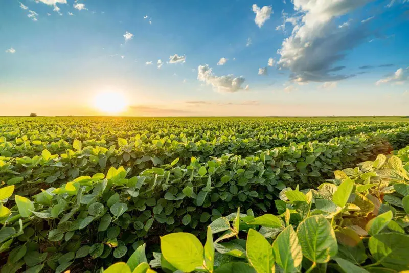 Soybean Prices Decline as New Week Begins