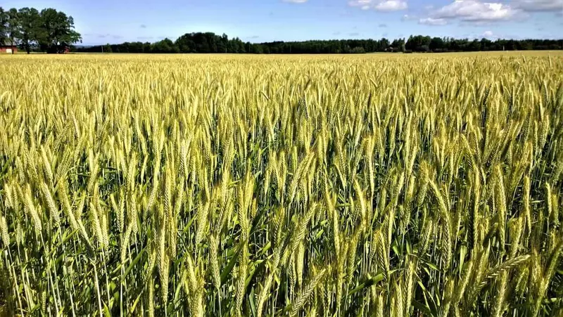 Wheat Prices Set to Rise Starting Monday