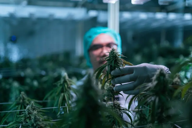 Canopy Growth: A Potential Turnaround or a Failing Investment?
