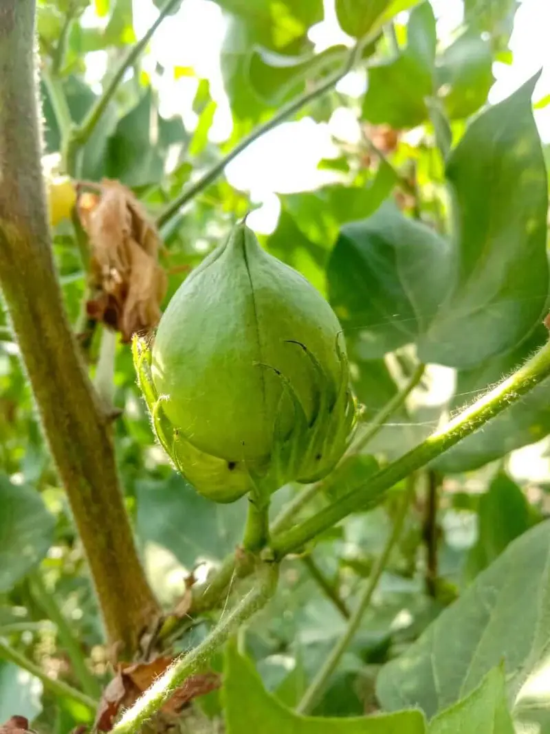 Cotton Prices Rise Steadily at Midday